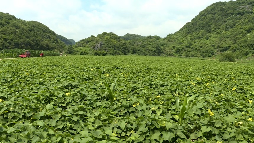 圖為長勢茂密的佛手瓜尖。