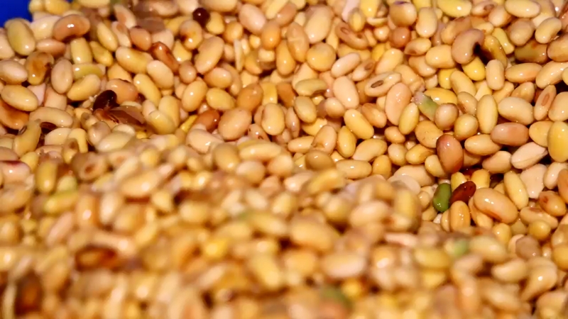 制作六廣臭豆腐的本地小黃豆泡發后顆粒飽滿、色澤鮮亮。