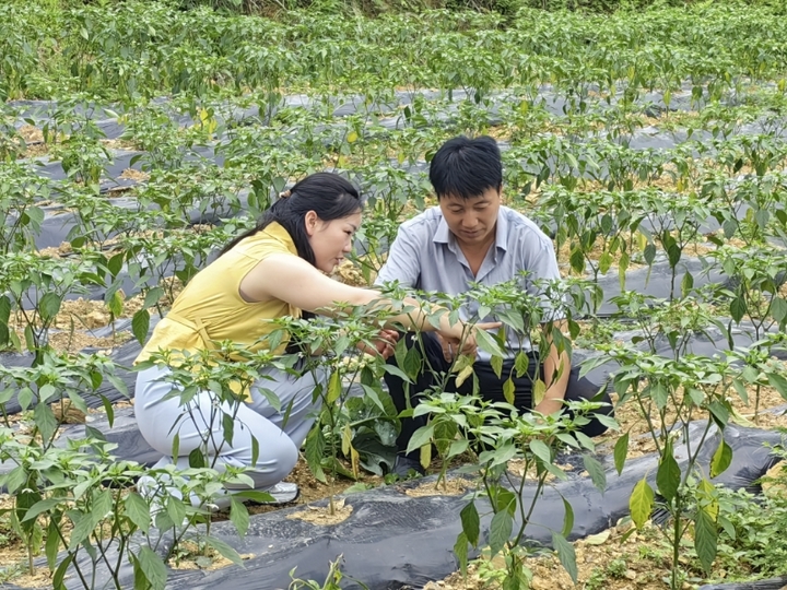 石阡縣花橋鎮農技干部梁世玉正在指導種植大戶魯廷林開展辣椒管護。.jpg