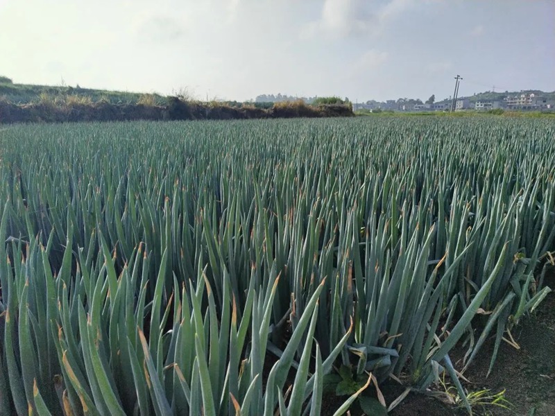 西秀區蔡官鎮：產業鋪就致富路。
