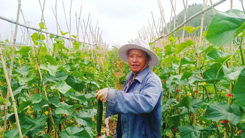 西秀區蔡官鎮：產業鋪就致富路。