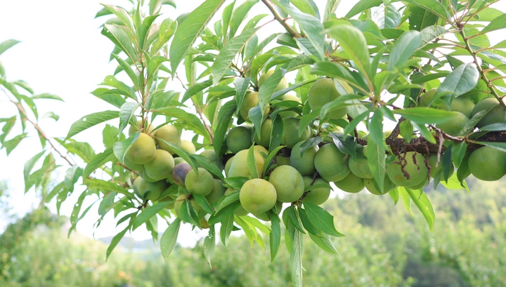 新鮮上市！貴州省獨山縣鳳汝村2200畝清脆李喜迎豐收。