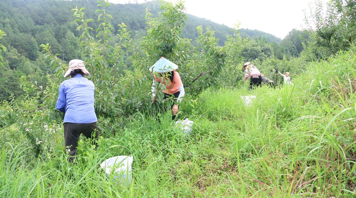 新鮮上市！貴州省獨山縣鳳汝村2200畝清脆李喜迎豐收。