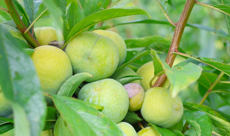 新鮮上市！貴州省獨山縣鳳汝村2200畝清脆李喜迎豐收