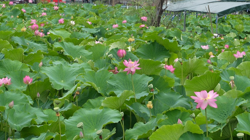 十里荷廊荷花綻放。