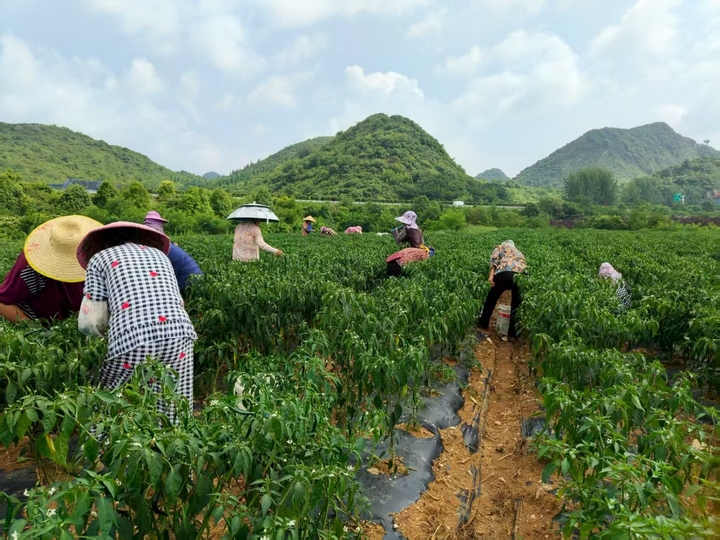 村民們在采摘小山椒。