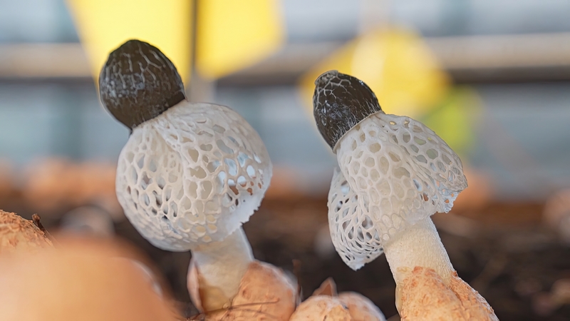 織金竹蓀。