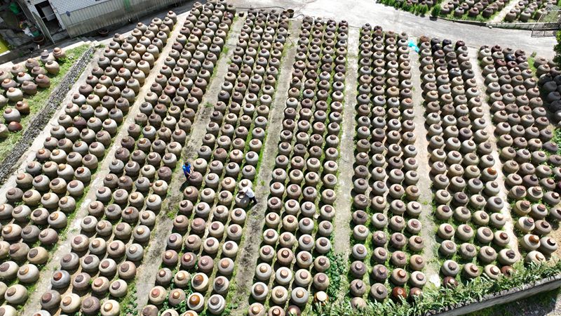 在溫邦賢的醋園里，密密麻麻的醋缸整齊排列，在陽光下靜靜發酵。