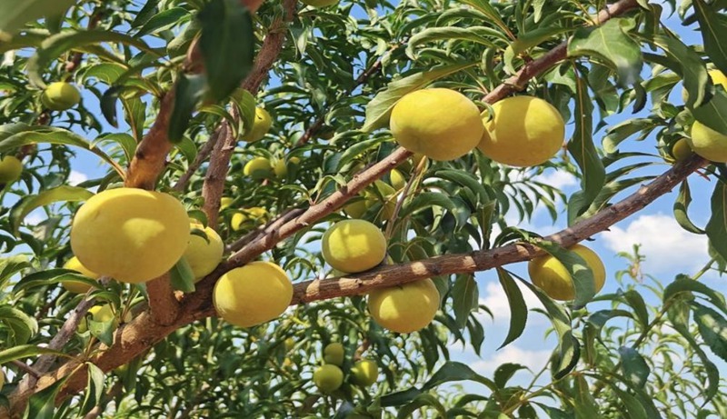 圖為貴州安順鎮寧蜂糖李色澤誘人。