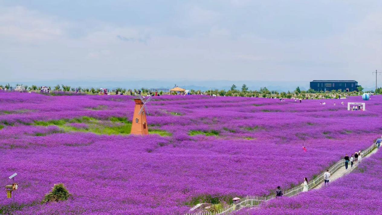 石門錦繡田園花海。貴陽花溪旅游文化開發有限公司供圖