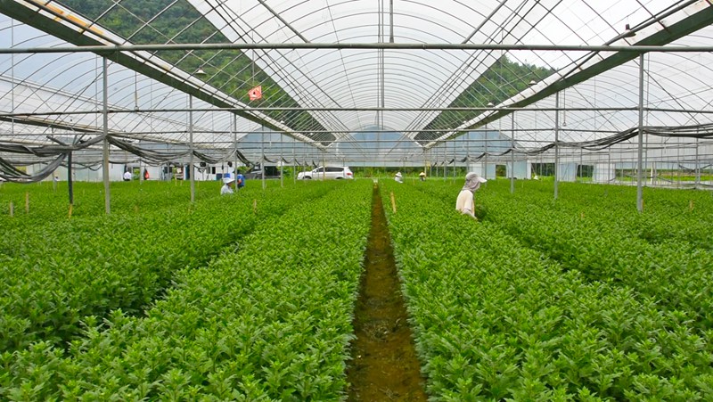 菊花種植基地。