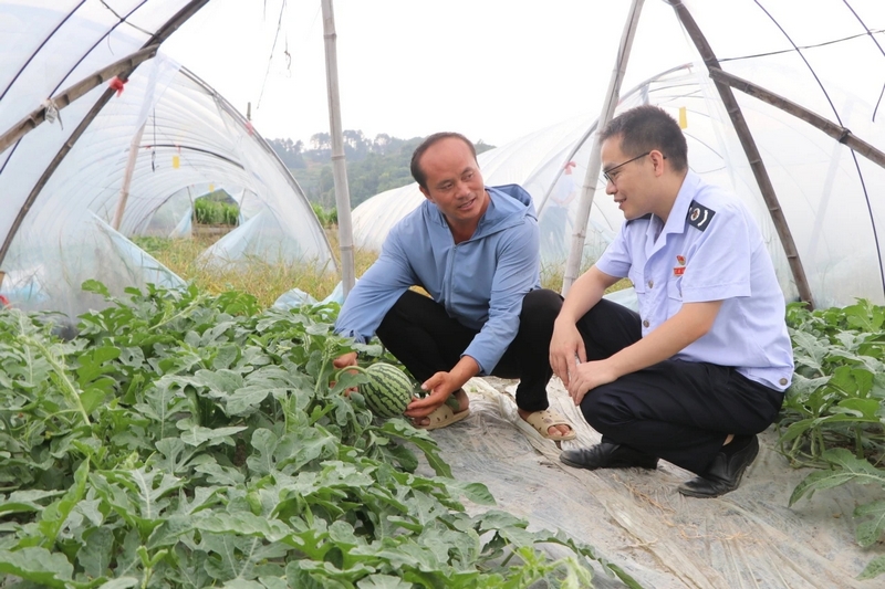 引導合規經營 助力麒麟瓜產業年產值破千萬。