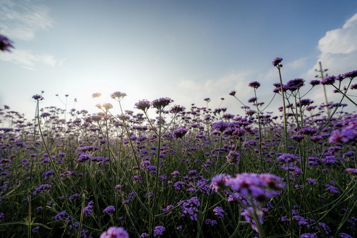 云頂花海夏日清涼氛圍。