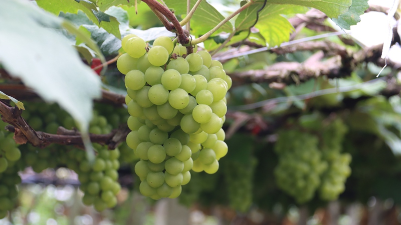 晶瑩剔透的水晶葡萄掛枝頭。