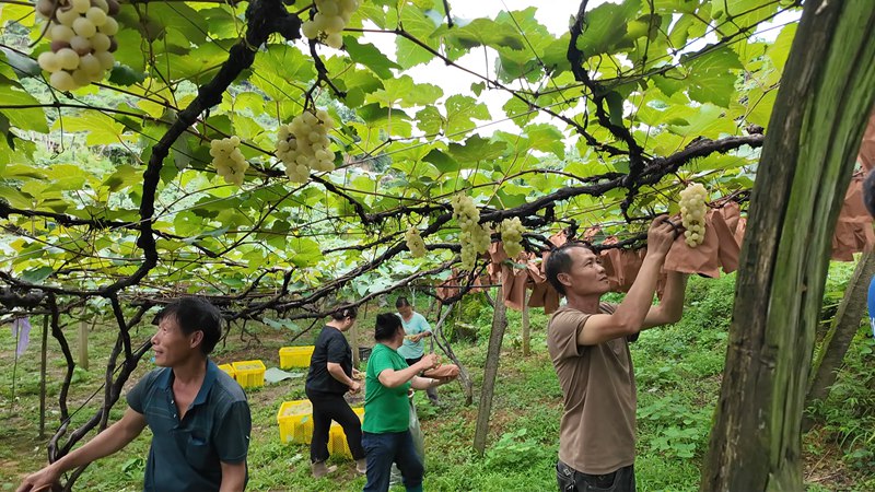 群眾忙著采摘水晶葡萄。