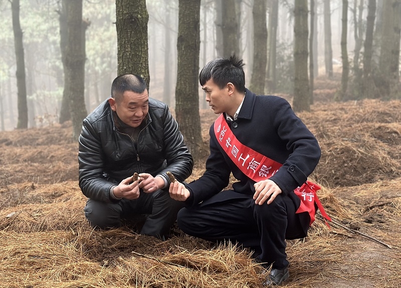 畢節分行到林下天麻種植基地查看天麻長勢。