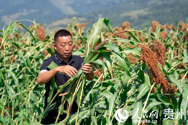 楊智春通過捆綁高粱莖稈的方式，防止倒伏。人民網記者 涂敏攝
