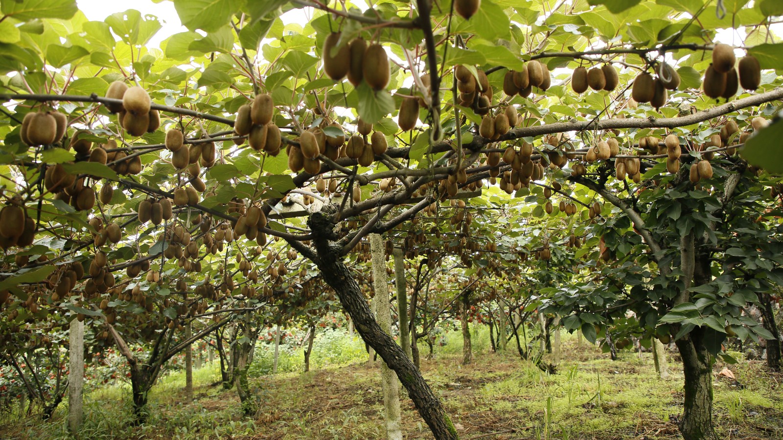 當地獼猴桃基地一角。姜繼恒攝