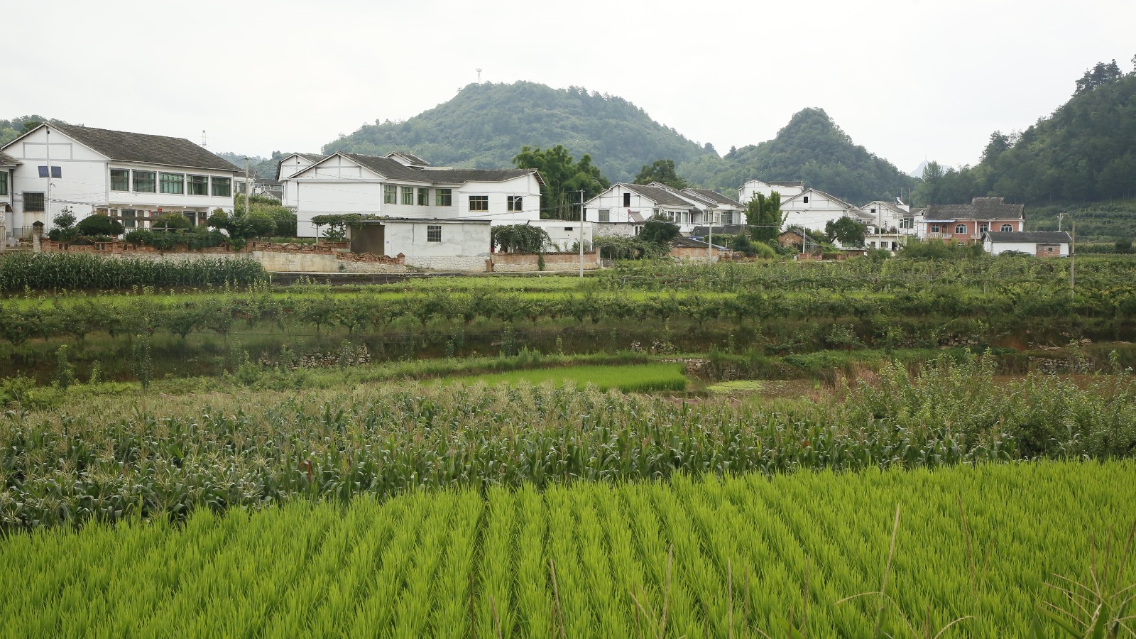 折溪村一角。姜繼恒攝