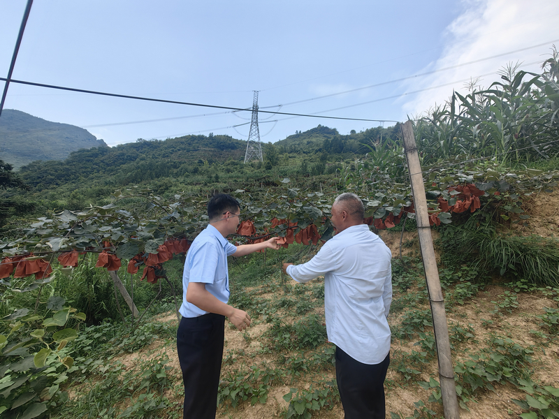 實地了解獼猴桃種植情況。