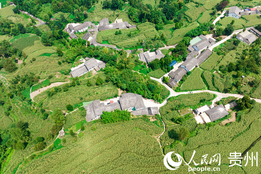 貴州省仁懷市長崗鎮的集中連片高粱田。人民網記者 涂敏攝