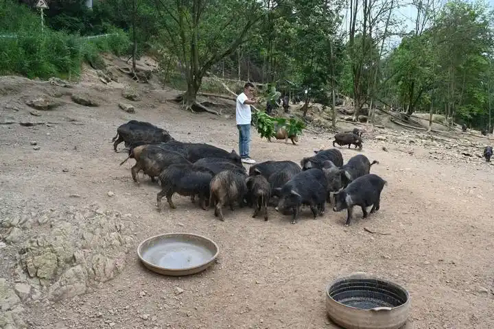 給藏香豬喂草料。