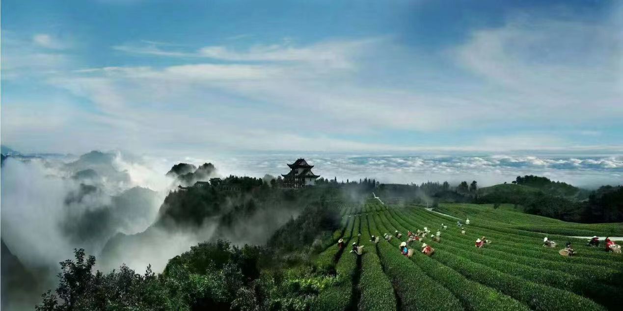 禾豐鄉云山茶海。