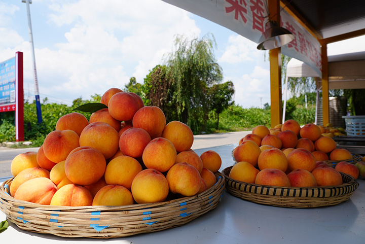 等待出售的黃桃。陸勁松攝