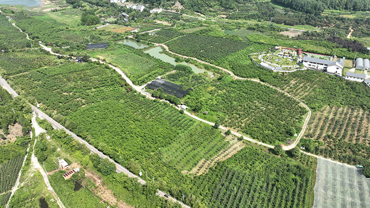 清鎮市紅楓湖鎮大沖村玉島紅楓生態種植園航拍圖。陸勁松攝