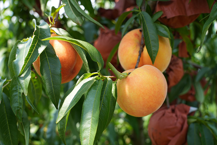 玉島紅楓生態種植園的黃桃。趙天翔攝
