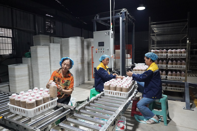 貴州省農業科學院農作物品種資源研究所天麻科技成果示范應用。