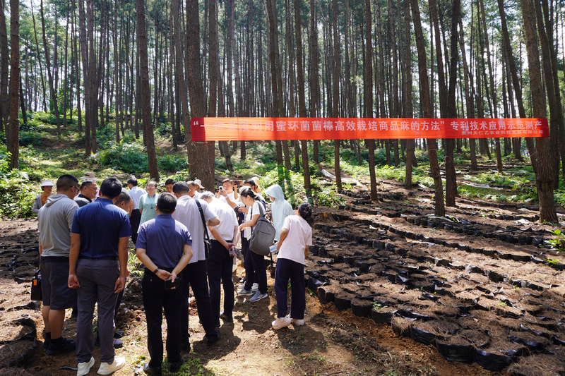 貴州省農業科學院農作物品種資源研究所天麻科技成果示范應用