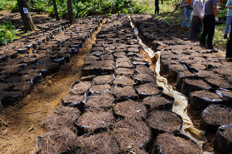 貴州省農業科學院農作物品種資源研究所天麻科技成果示范應用。