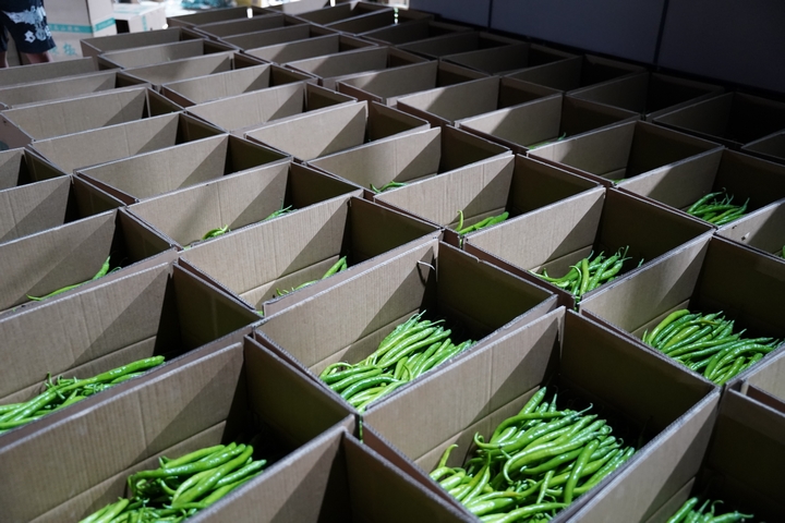 工人在畢節市赫章縣平山鎮農業園區廠房內對辣椒進行分揀并裝箱運輸。 