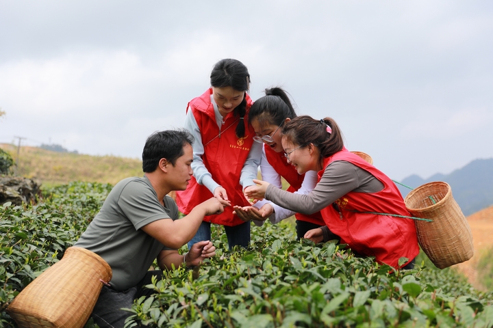 2024年4月11日，吳先鵬指導黨員干部采摘茶葉。