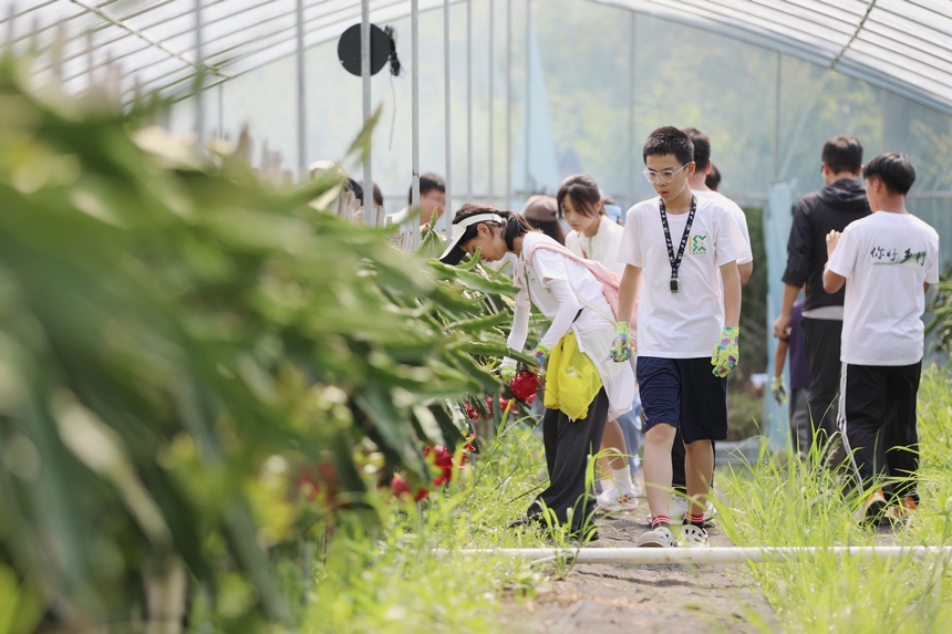 來自上海的孩子在家長的陪同下體驗采摘火龍果。