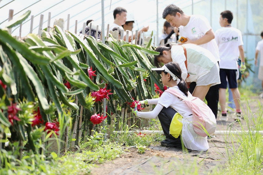 來自上海的孩子在家長的陪同下體驗采摘火龍果。