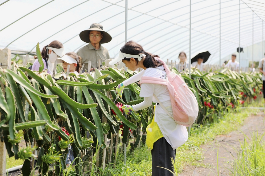 來自上海的孩子在家長的陪同下體驗采摘火龍果。