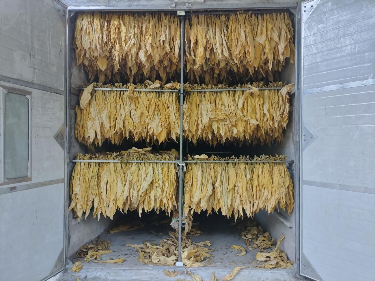 葉大哥家烘烤完的煙葉。