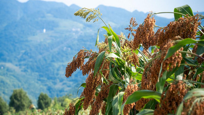 行進中國 | 仁懷：萬畝高粱待豐收 山地農業顯活力貴州省仁懷市長崗鎮2.7萬畝高粱已臨近收獲期。