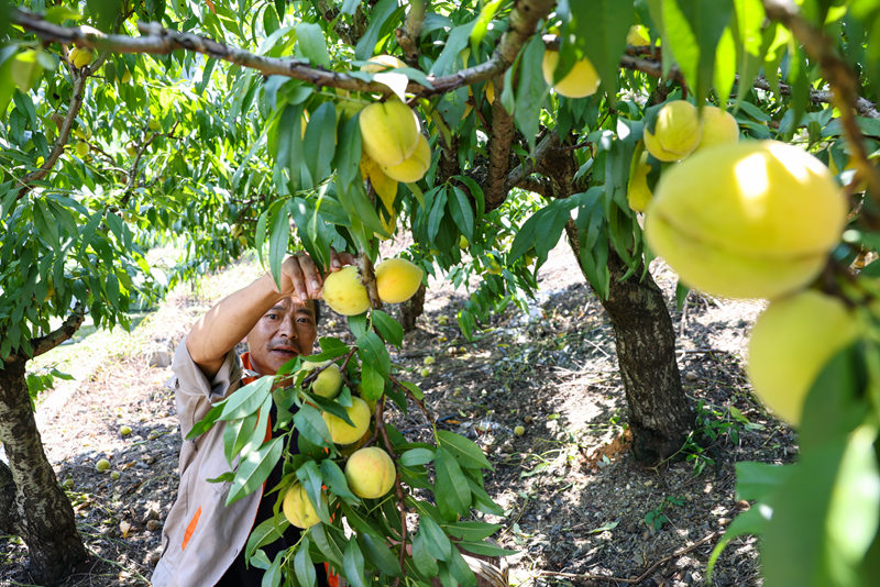 果農們穿梭在桃林間，忙著摘果。