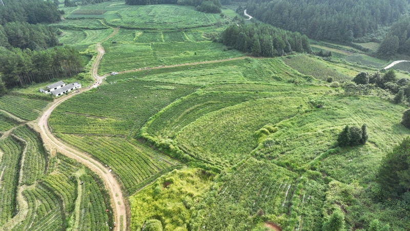8月6日，村民在松桃苗族自治縣黃板鎮前豐村采摘辣椒。