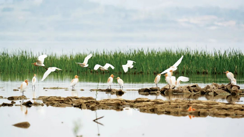 畢節市威寧自治縣深入推進“生態立縣”戰略，草海生態保護與綜合治理取得新成效，為生物多樣性提供了更好的棲息環境。岳剛攝