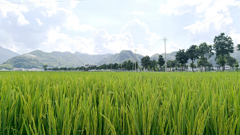 松桃烏羅鎮：田疇沃野展新姿 萬畝機械新“稻”路。