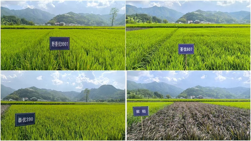 松桃烏羅鎮：田疇沃野展新姿 萬畝機械新“稻”路。