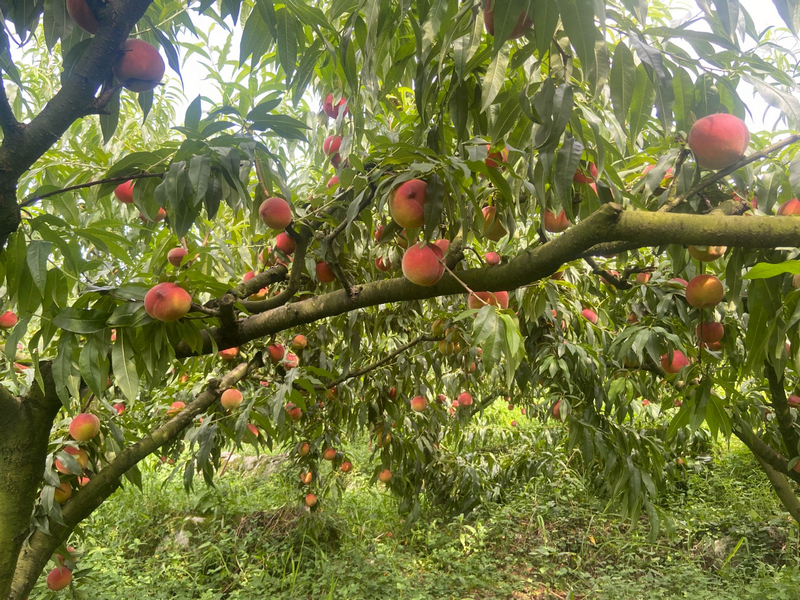 豐收的黃桃。郭振東攝