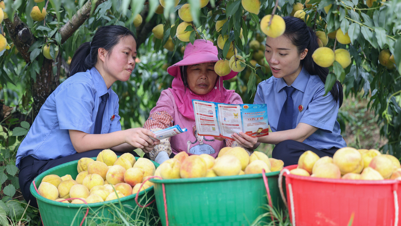 2025年8月7日，在貴州省銅仁市玉屏侗族自治縣新店鎮新店村黃桃種植基地，檢察干警向村民宣傳民法典、防范電信詐騙等相關法律知識。
