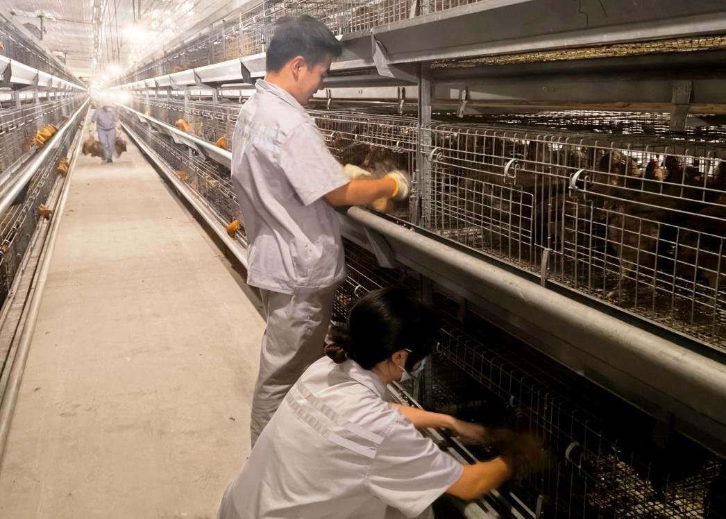 貴州農職院“望、聞、問、切”育新才 禽創先鋒助振興。