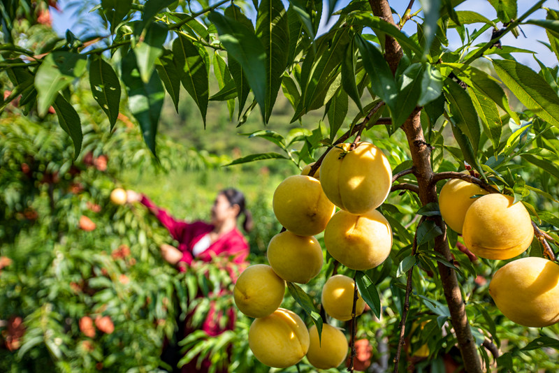 村民在貴州省黔西市洪水鎮官莊村豐月谷水果種植基地采摘黃桃。