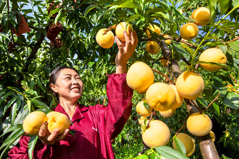 村民在貴州省黔西市洪水鎮官莊村豐月谷水果種植基地采摘黃桃。